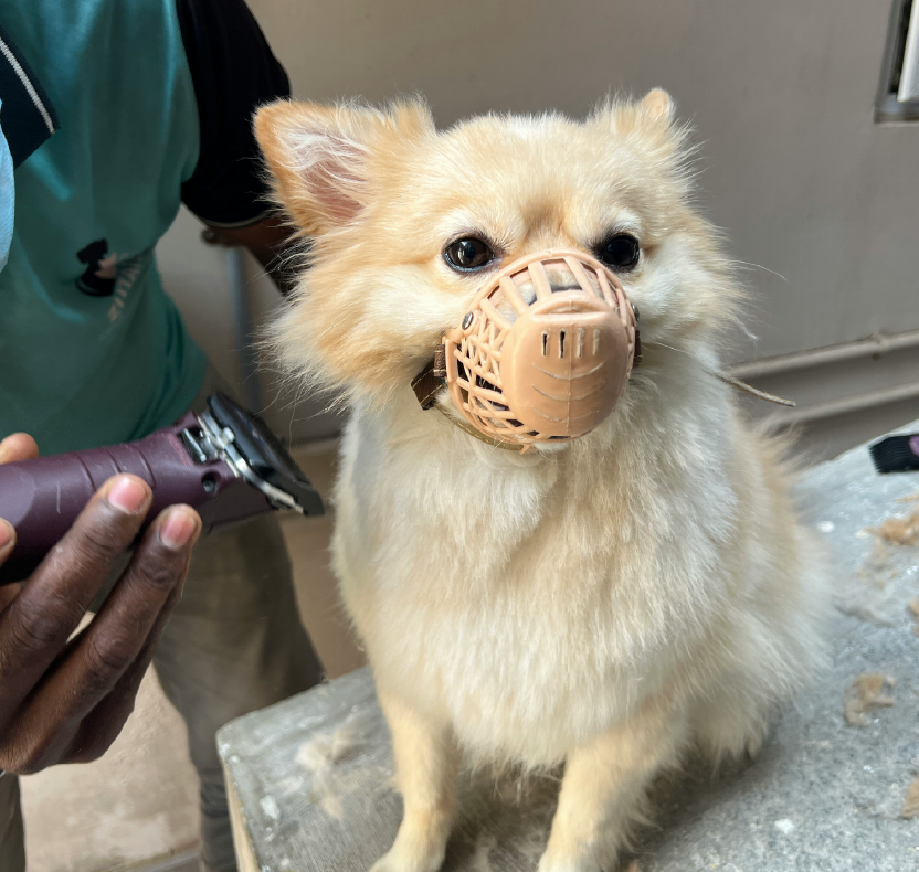 Certified Pet Groomers For Dogs And Cats