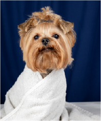 Complete Grooming Packages – All-In-One Care – VnC Full Grooming Package For Pets (Bath, Cut, Nails)