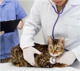 Download Vets and Care – Cat Health Experts Online Cat Health Check