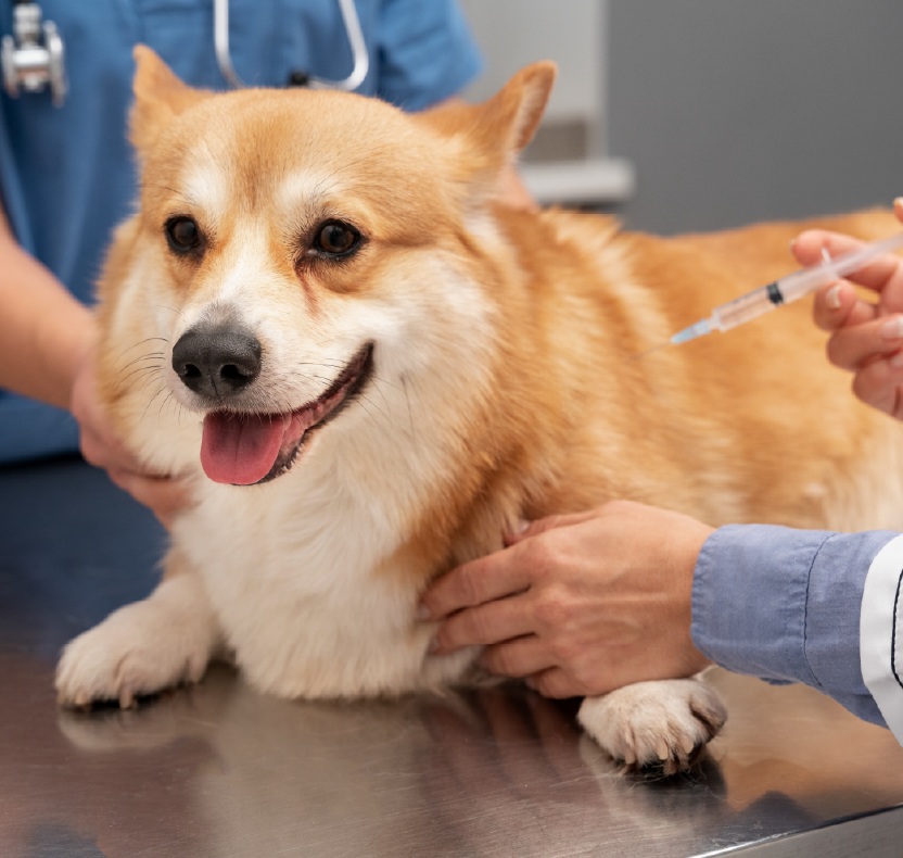 Essential Pet Health Protection – VnC Dog Owner With Vaccinated Happy Pets