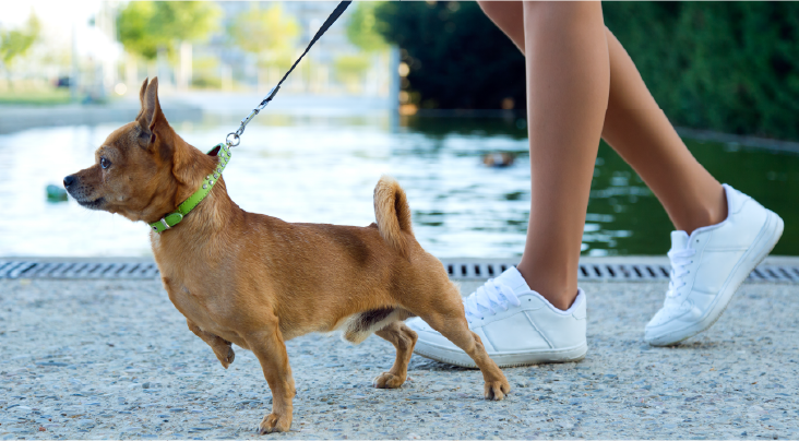 Flexible Pet Walking Schedules By Certified Vnc Dog Walkers – Trusted Pet Care App
