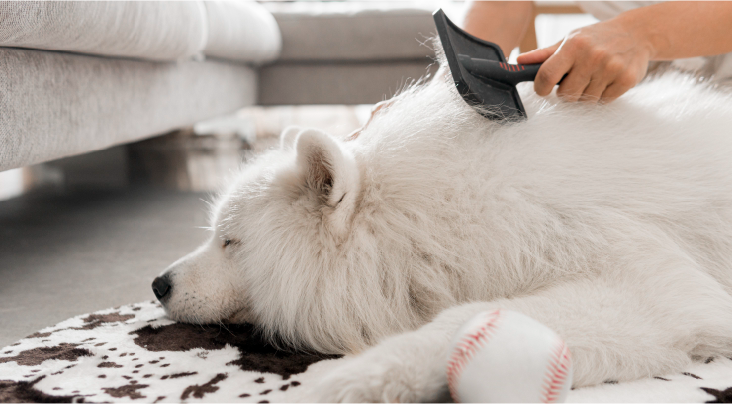 Pet Grooming Schedule Reminder App