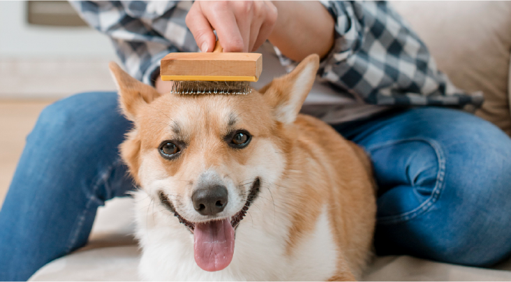 Grooming At Home And Pet Salons