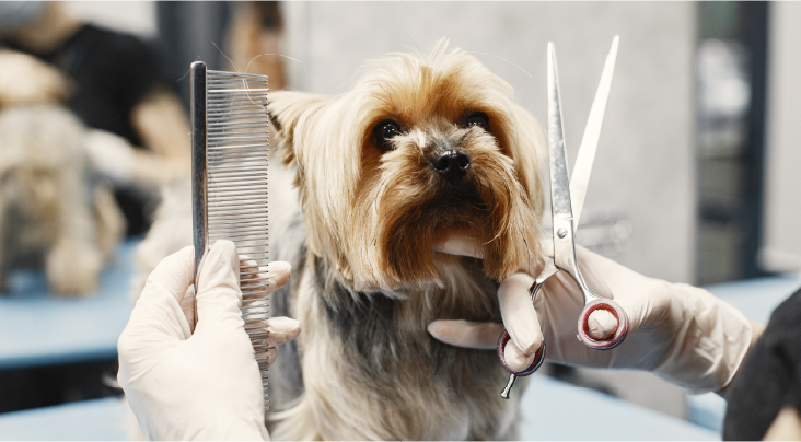 Hygienic Grooming Tools And Environment