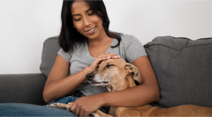 Hygienic Pet Stay – Safe & Clean Boarding Spaces Hygienic Pet Boarding With Clean Environment