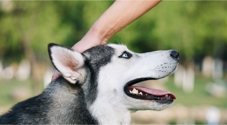 Matching Pet Walkers Based On Dog Behavior And Personality – Personalized Vnc Pet Care