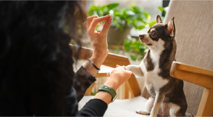 Friendly Trainer Teaching Dog Commands