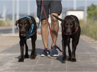 Personalized Dog Walking Care for Every Pet Stress-Free Dog Walking With Vnc – Trusted Pet Care Service India For Busy Pet Parents