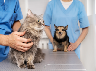 Personalized Pet Training – India’s App Training For Dogs And Cats Online