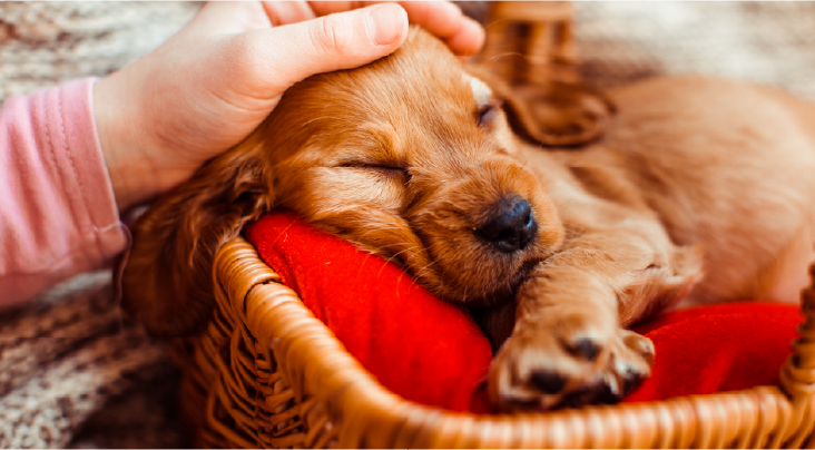 Animal Behaviorist Correcting Pet Habits