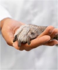 Pet Bonding Through Training – VnC