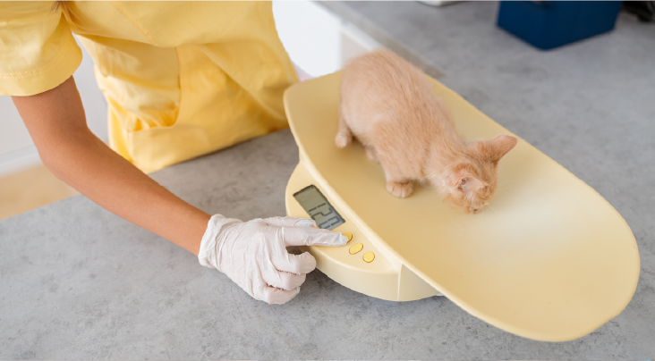 Track Pet Weight Regularly Using App