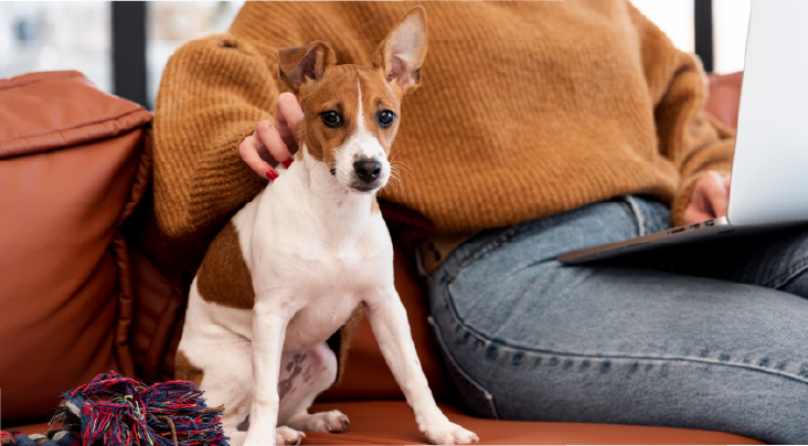 Private and Encrypted Vet Consultations Pet Owner And Vet In Secure Video Consultation
