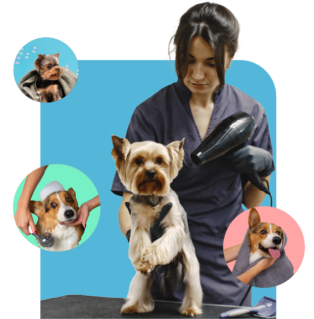 Best Pet Grooming Service Near Me India - Download Vnc App