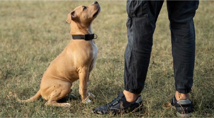 Certified Pet Trainer Guiding Puppy With Care