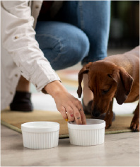 Real-Time Updates & Routine Care – VnC Boarding Pet Boarding With Daily Updates And Feeding Routine