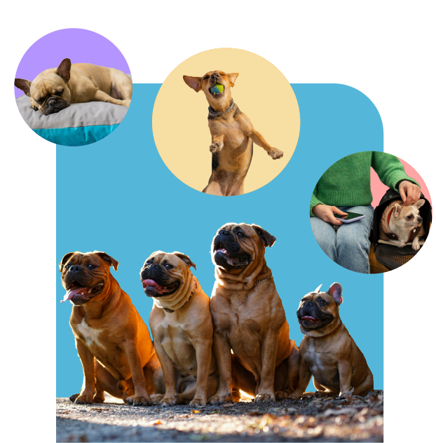 Trusted Pet Boarding Service - Download VnC App from Play Store and App Store