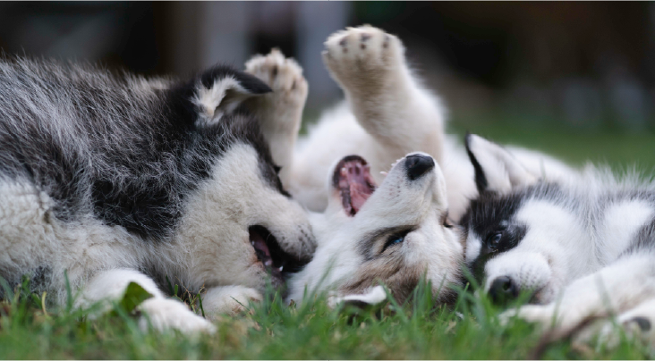 Spacious & Playful Pet Boarding Spaces – VnC Spacious And Playful Environment For Pets