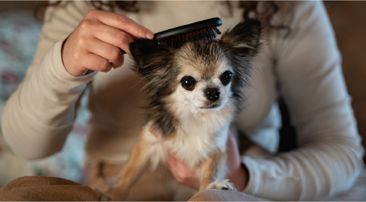 Gentle Handling And Stress-Free Grooming