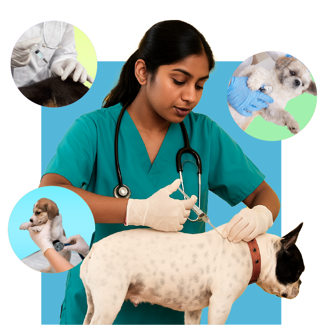 Timely Pet Vaccinations At Home India
