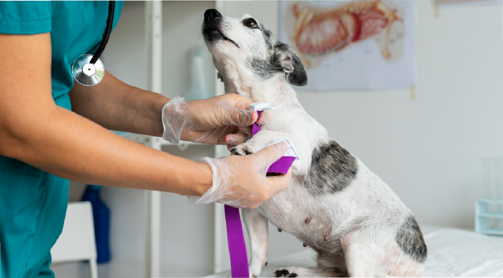 Trusted Certified Vets – Book with Confidence