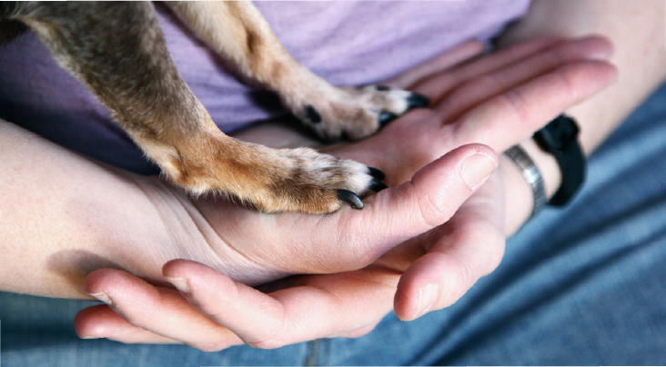 Trusted Pet Boarding Network – Book on VnC Secure And Trusted Pet Boarding In India