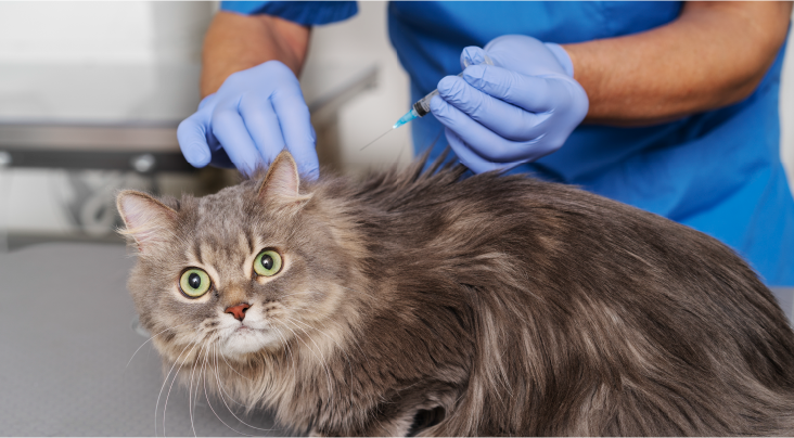 Pet Vaccination Reminder And Schedule Tracker