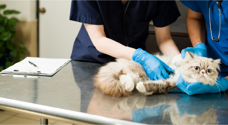 Veterinary-Supervised Pet Boarding – VnC App Trained Staff And Veterinary Access At Boarding