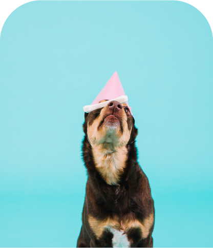 Vets-and-Care-App-–-Help-Support-FAQs Online Veterinary Consultation For Pet Health