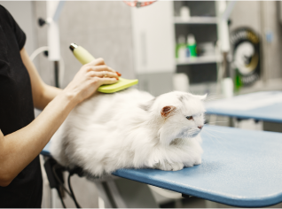 Vets and Care – Pet Grooming and Vet Care Support Grooming Session