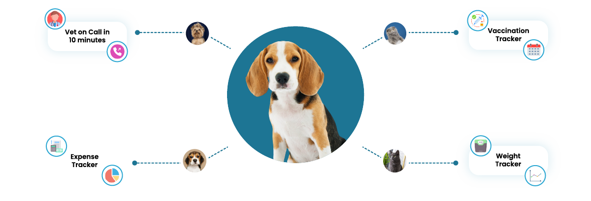 VetsnCare App – All-in-One Pet Wellness and Safety Features Dog’S Recovery Via Online Consultation