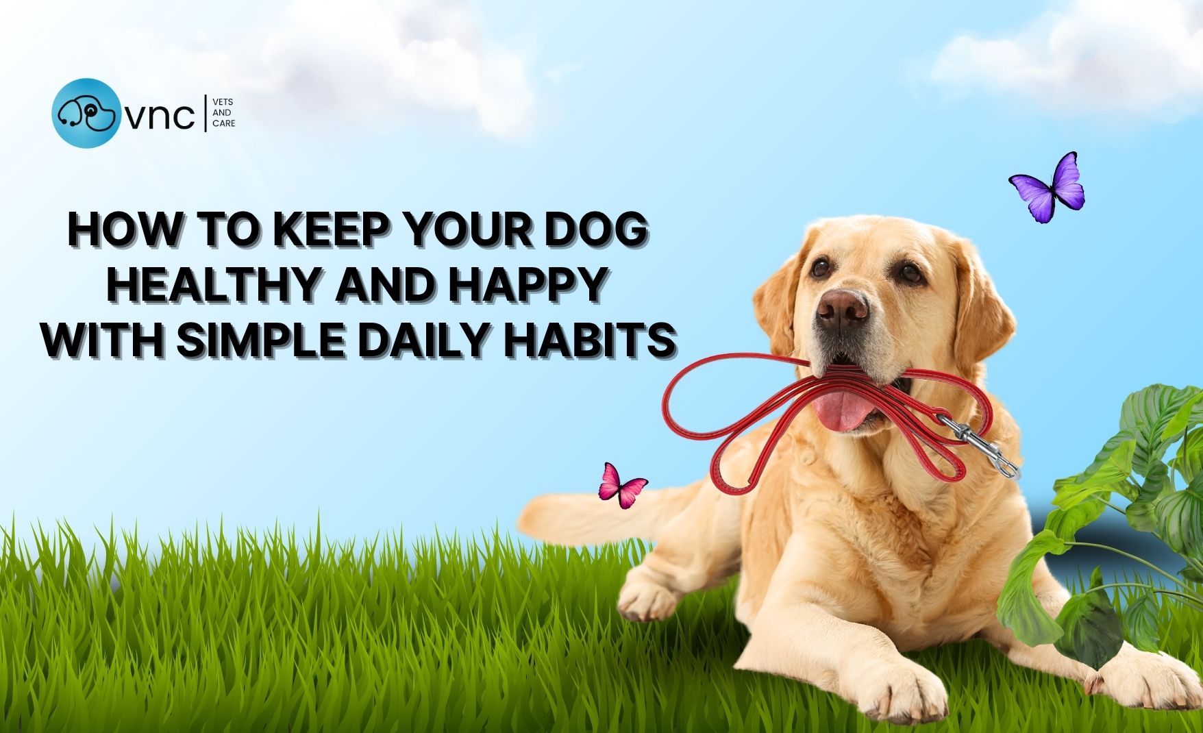 dog health care tips